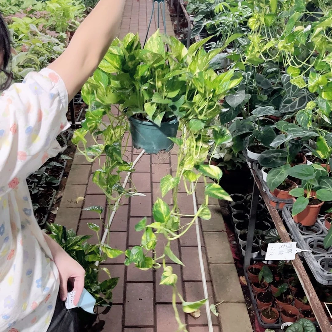 完全开放225花叶绿萝