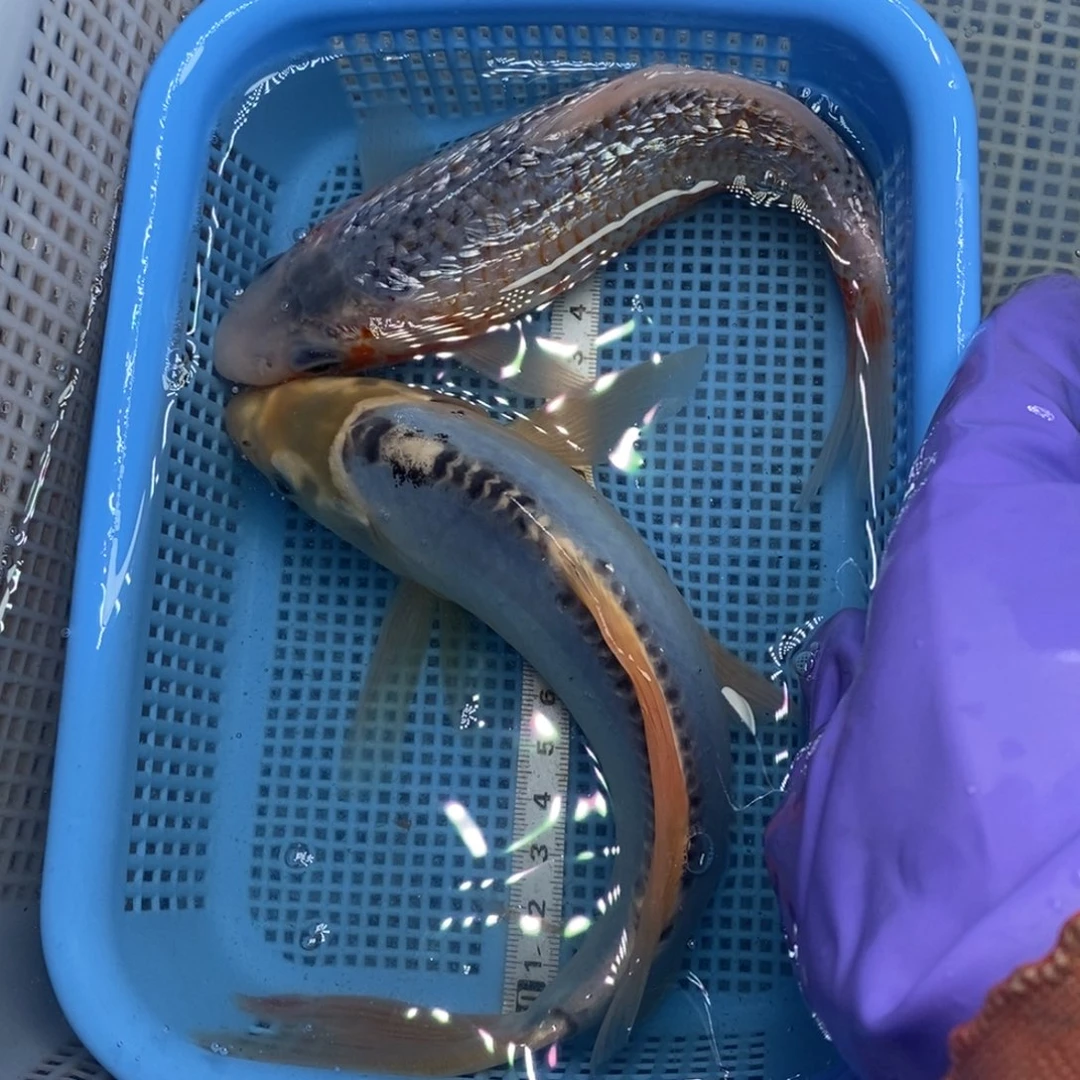 锦鲤冷水锦鲤包邮