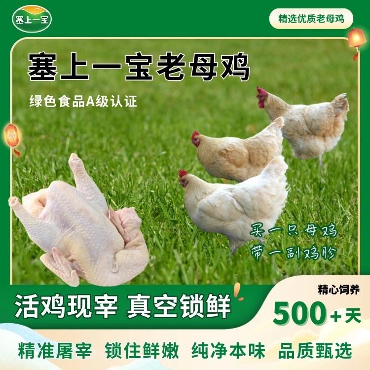 【顺丰包邮】宁夏谷物喂养绿色500天以上老母鸡1只装