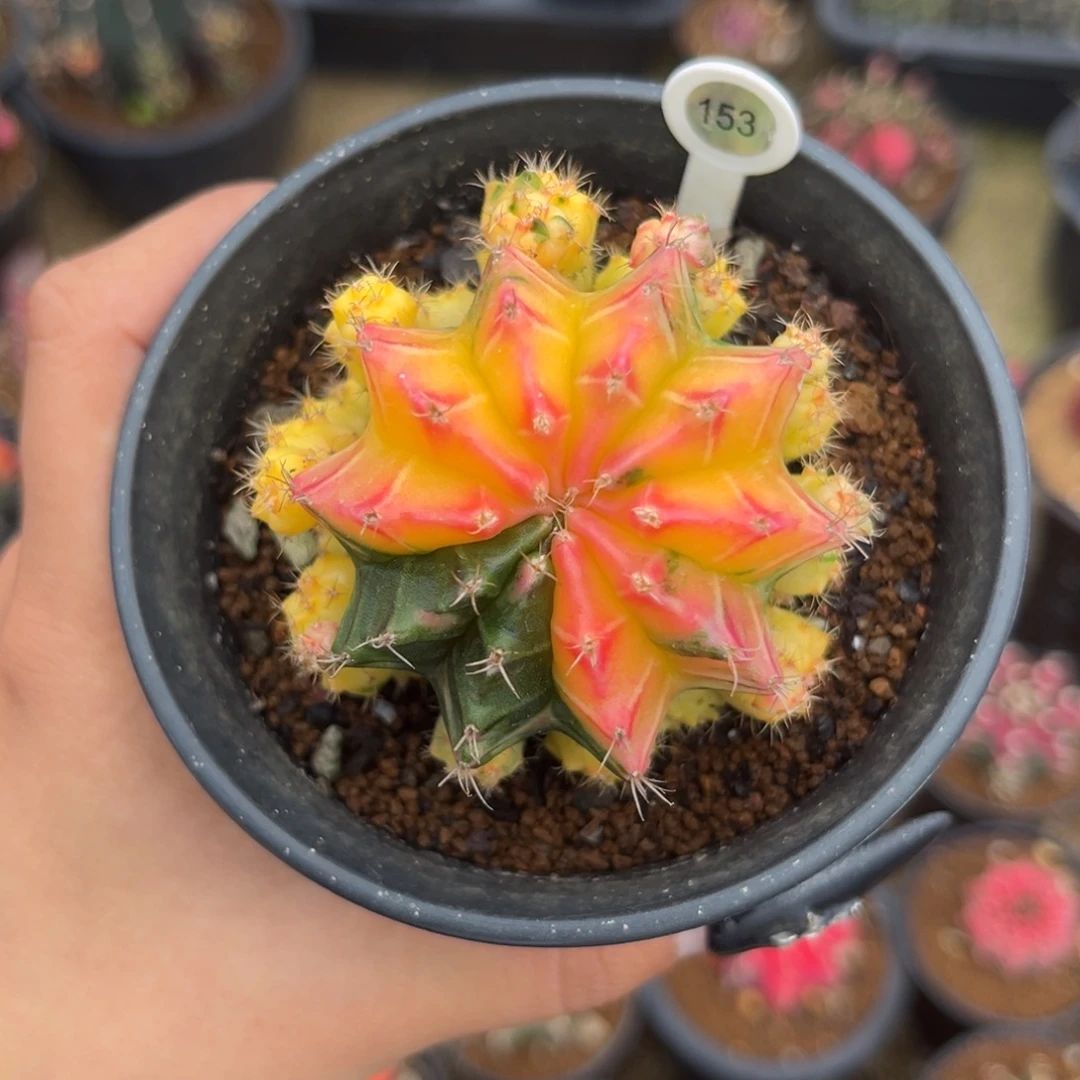 153 子吹米哈 带盆土发货