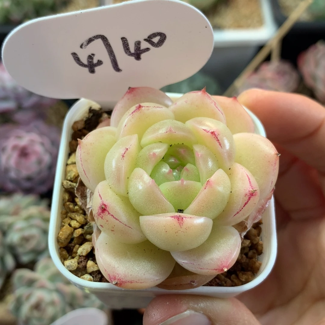 定繁珍妮麦秆单头4740