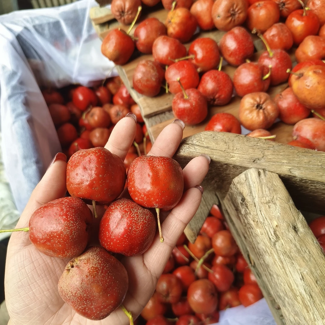 2025山楂鲜果大五棱山楂冰糖葫芦糖雪球专用大果