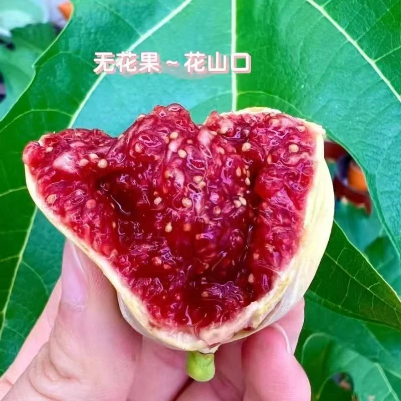 特大无花果树苗早熟新品种盆栽地栽耐寒南方北方种植当年结果果树
