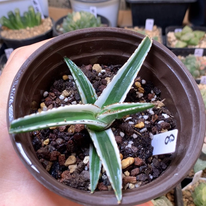 龙舌兰冰山锦daiernvteb