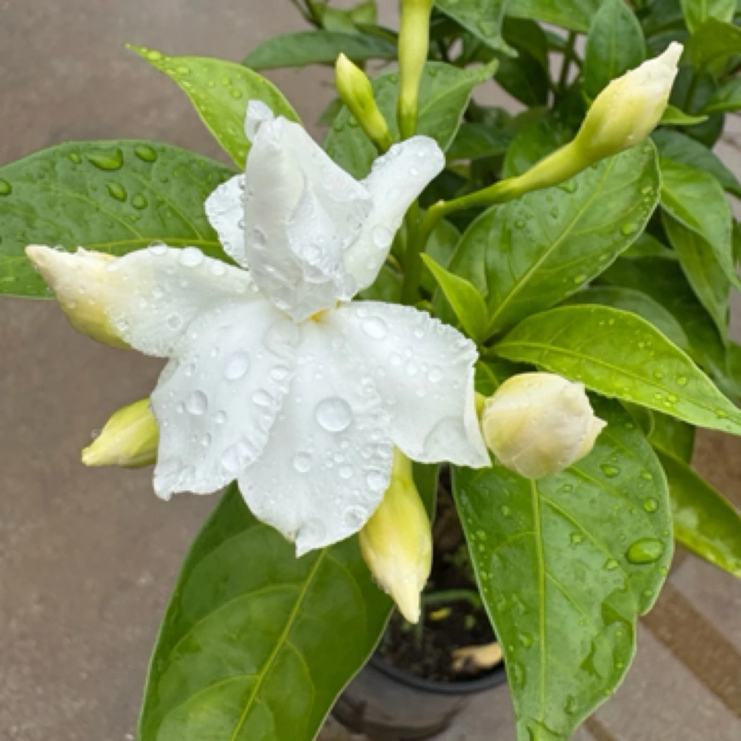 丁香花·绿植盆栽