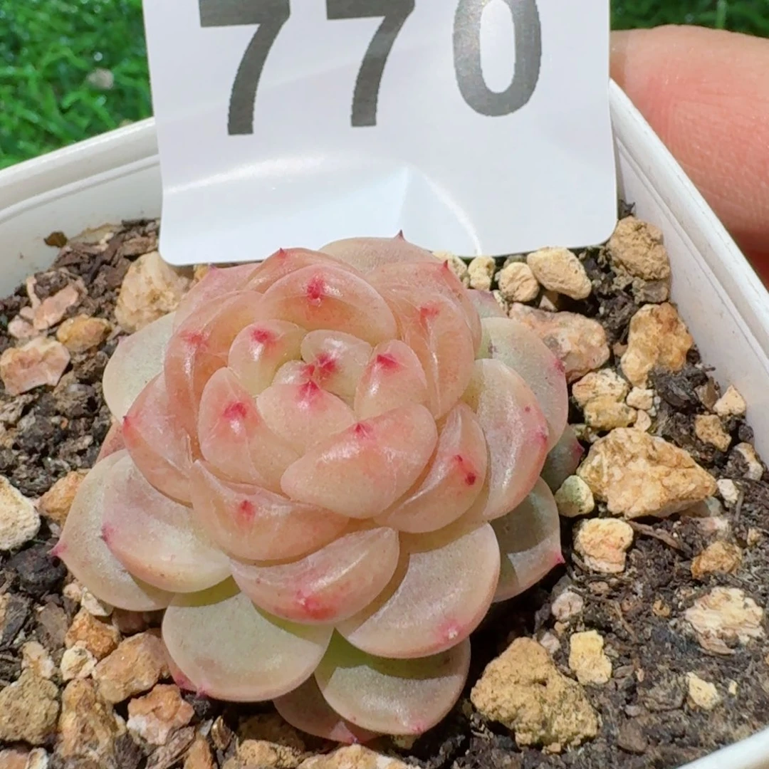 甜心         精品多肉