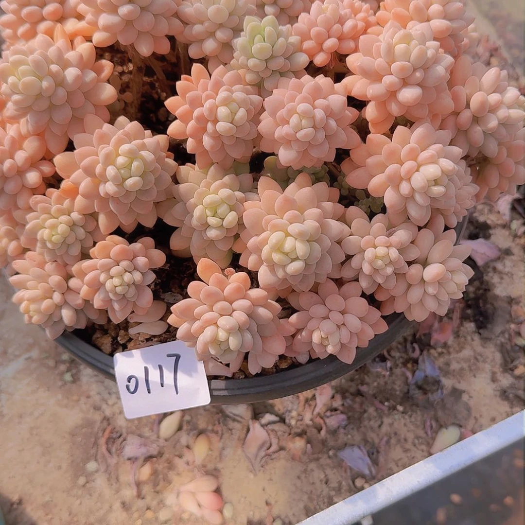 前**事0117鱼籽酱多肉