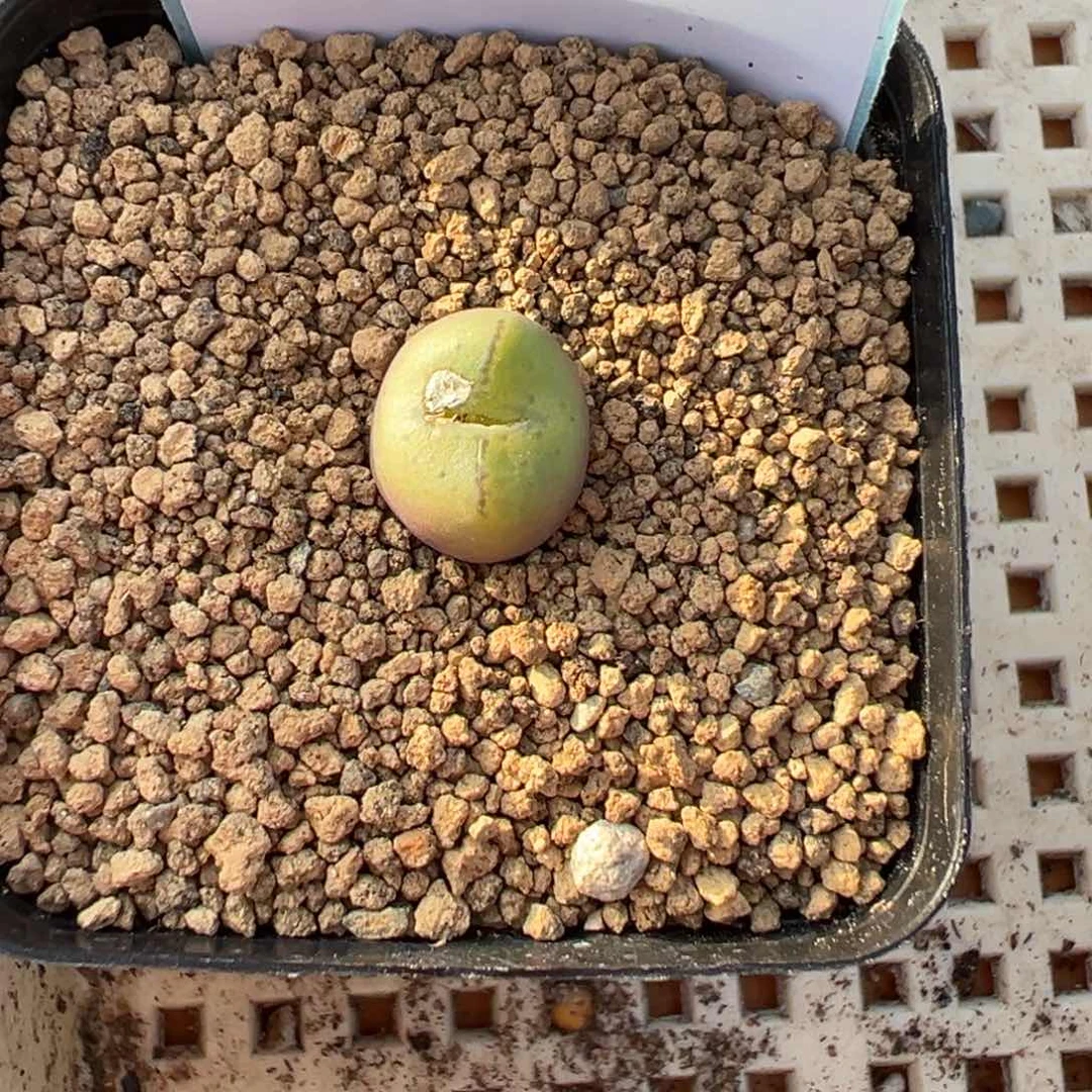 ?***头16-45肉锥多肉植物