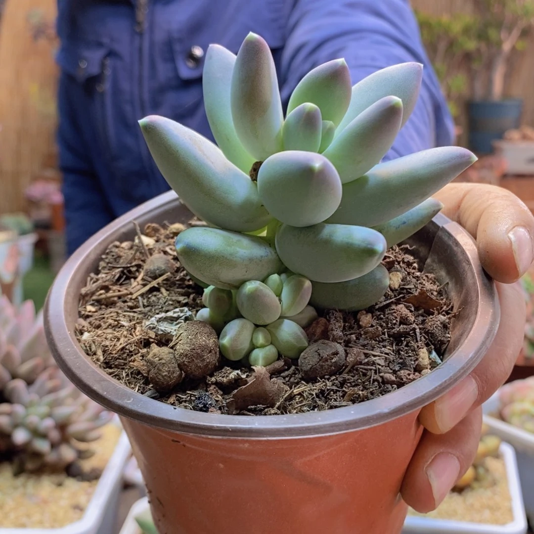 小*52号星空美人