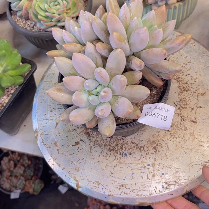 Q***i多肉一物一拍6718