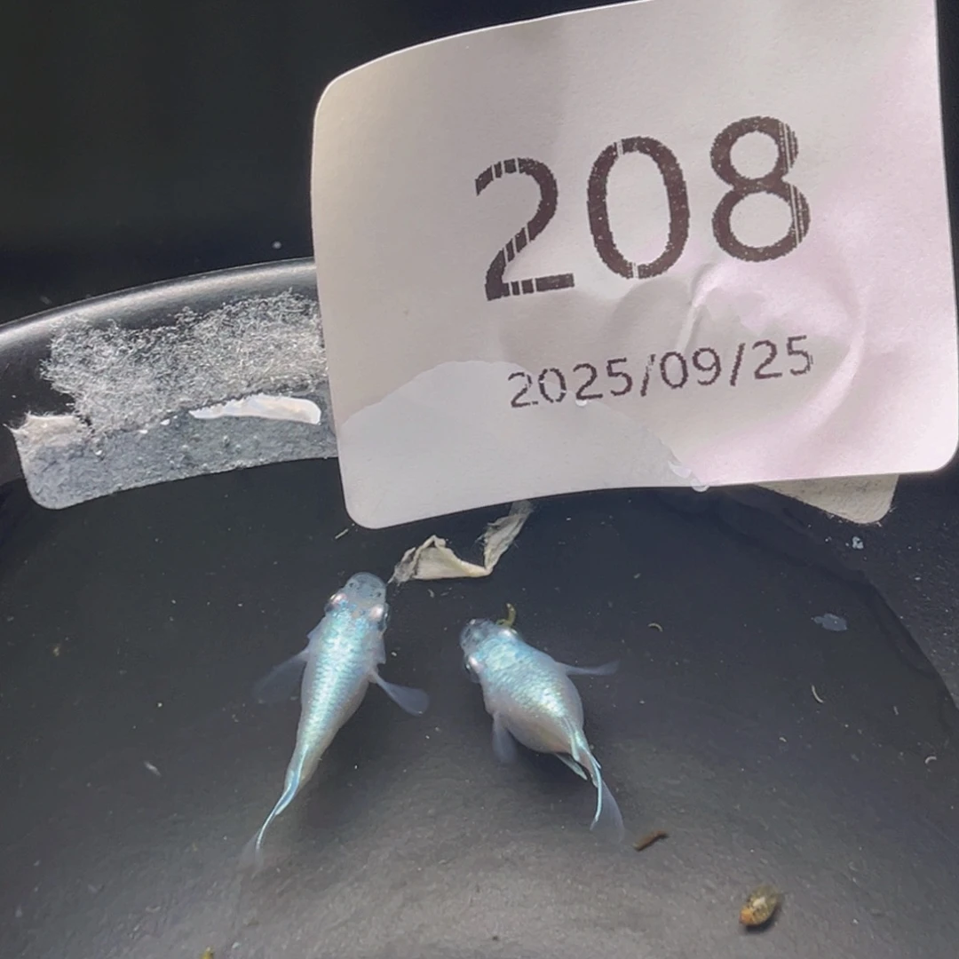 青鳉208干之球一对