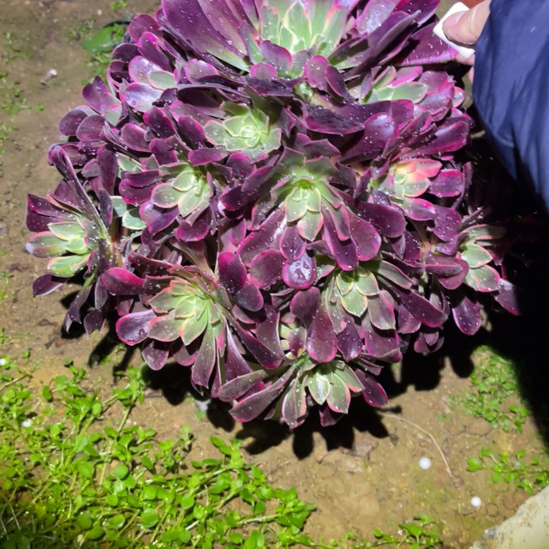 12-26-77金丝雀法师您