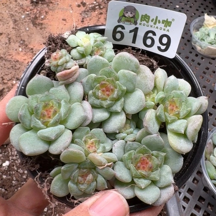 多肉植物多肉植物