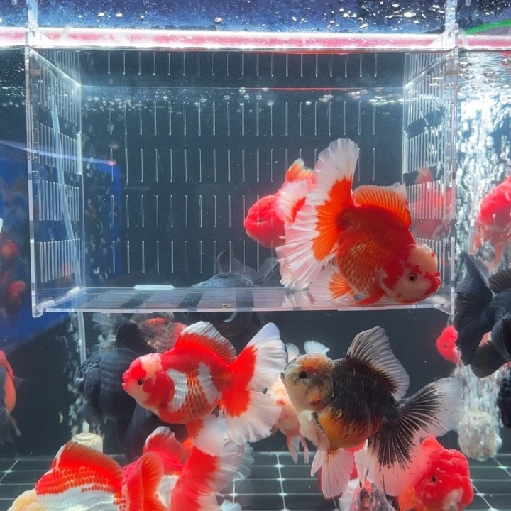 *****金鱼金鱼小娇泰狮金鱼2条