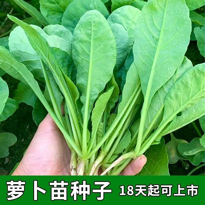 萝卜苗种子专吃萝卜苗种子四季阳台盆栽小萝卜青菜籽种蔬菜种子