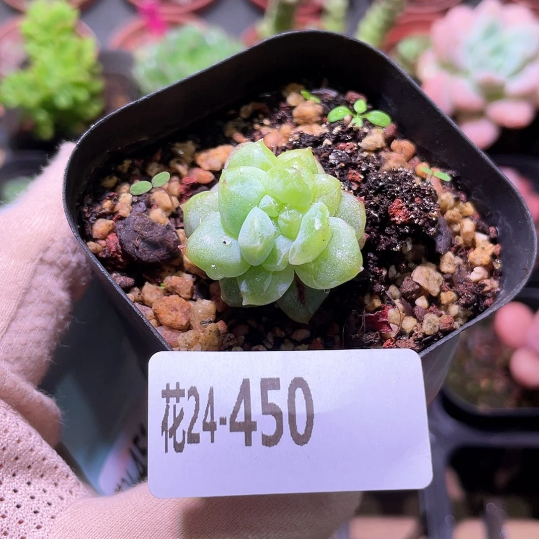 花利美24-450粉钻