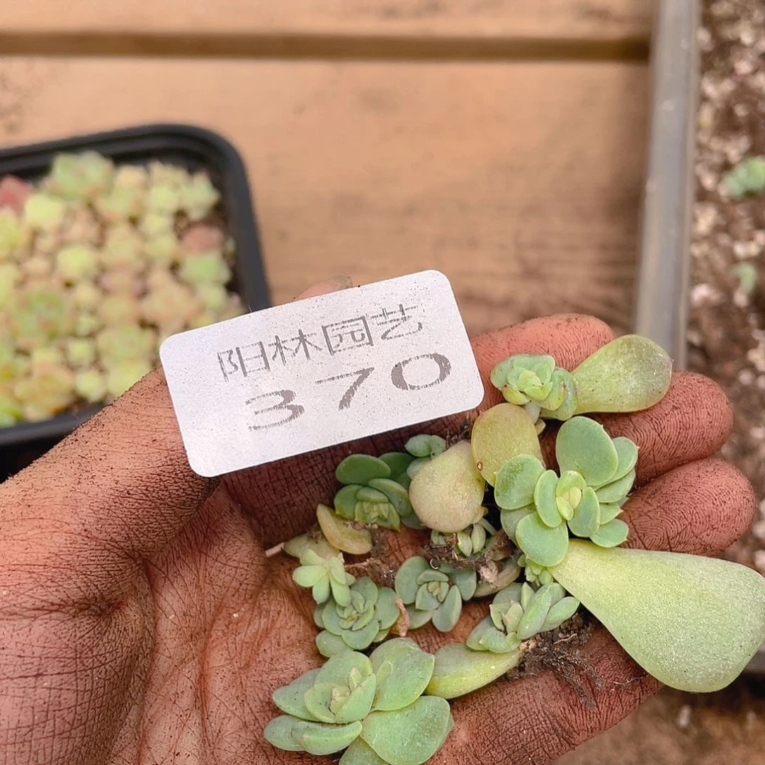 多肉植物多肉植物370
