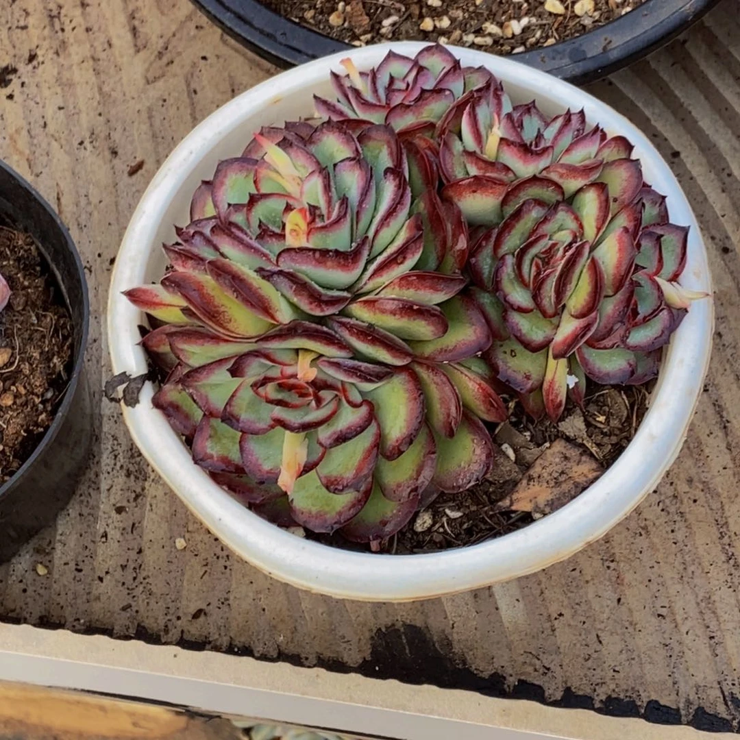 @**皮48包邮一物一拍多肉