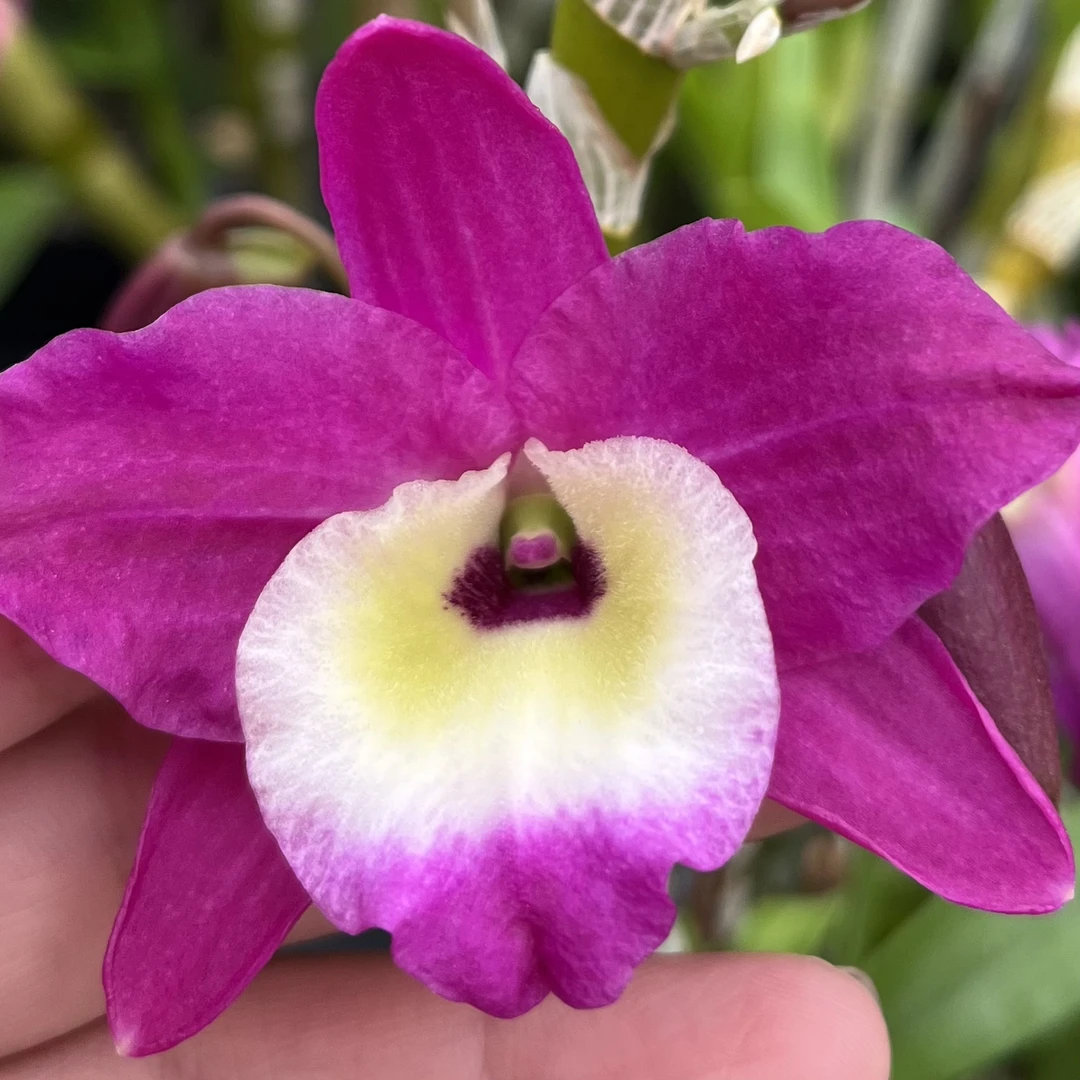 读月红花绿心绿妲己尖舌个体变异大唇绿梦春石斛兰新进口兰台盆栽