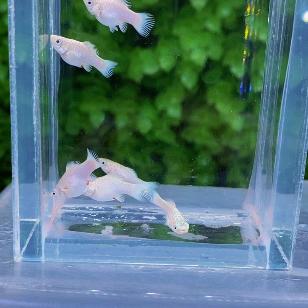 孔雀鱼圆尾瓷白苗6条