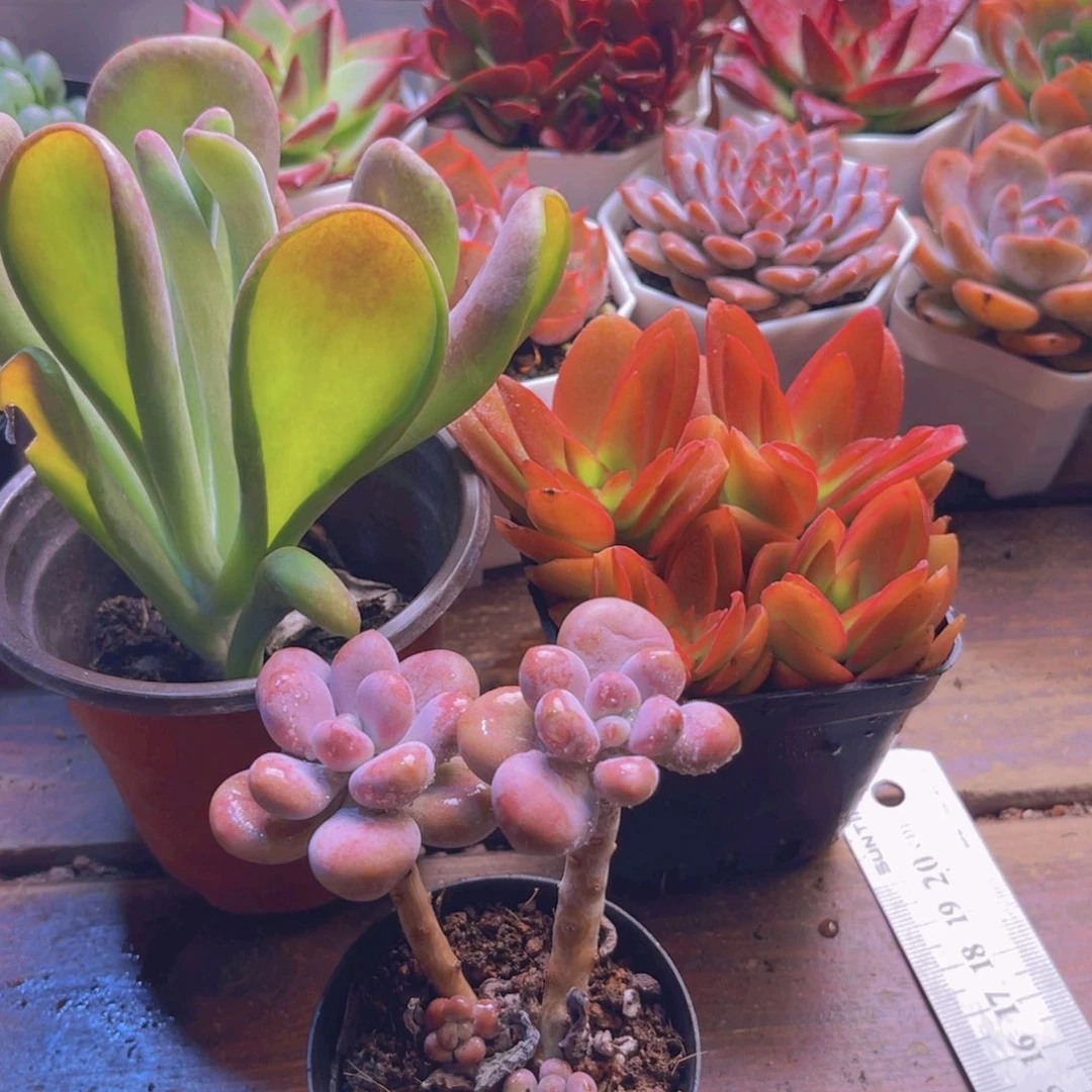 火狐狸 火祭 桃蛋双头