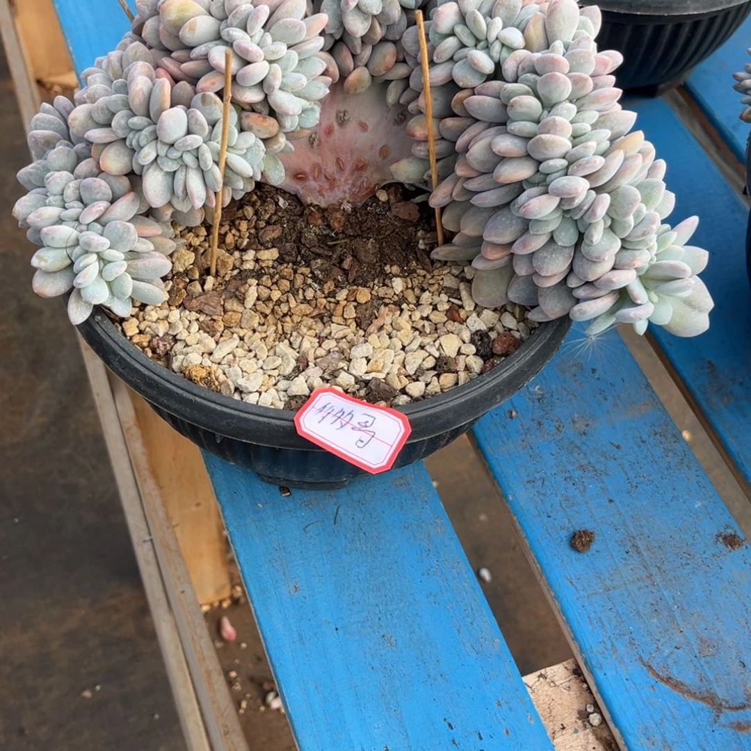 没***哥i多多哥0000000000000000