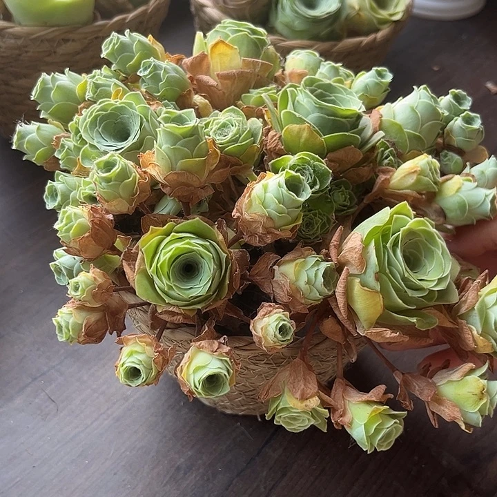 混播玫瑰群6个带框