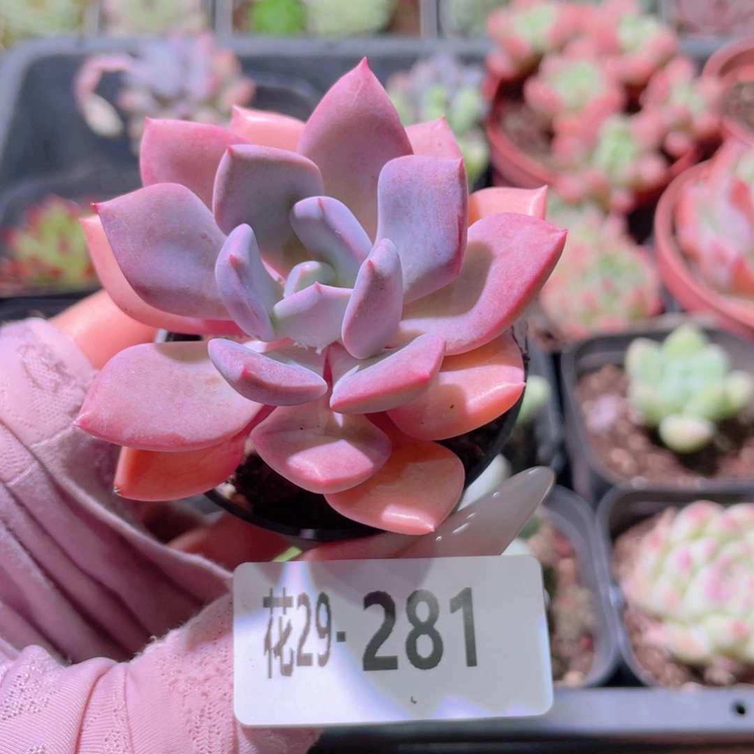 花利美29-281黛比