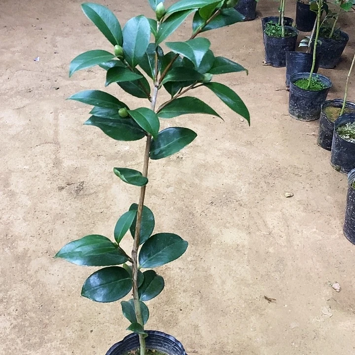 无花朵如意。