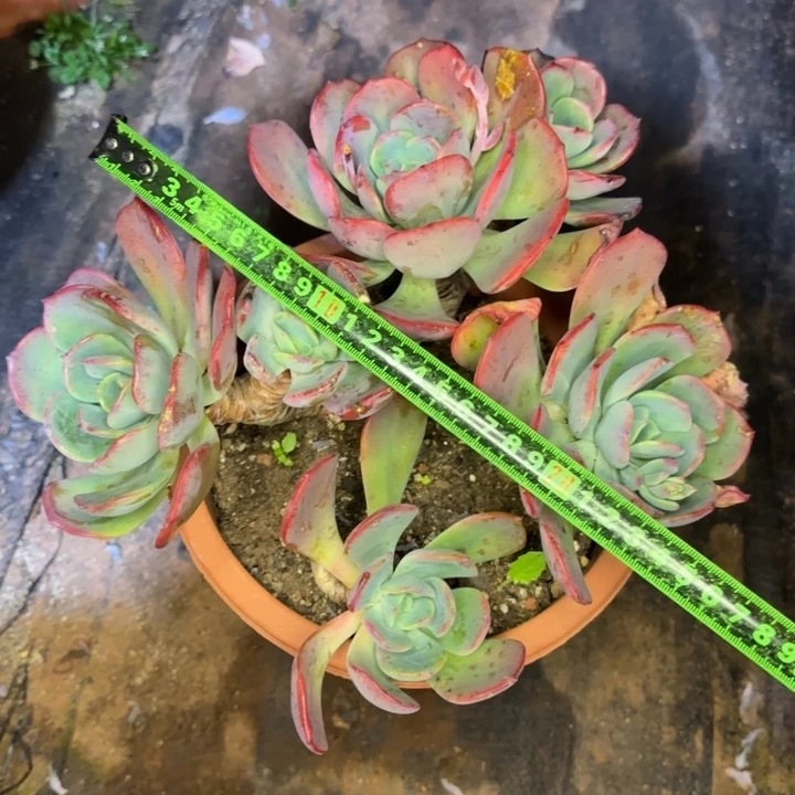 夕雾373 多肉植物一物一拍