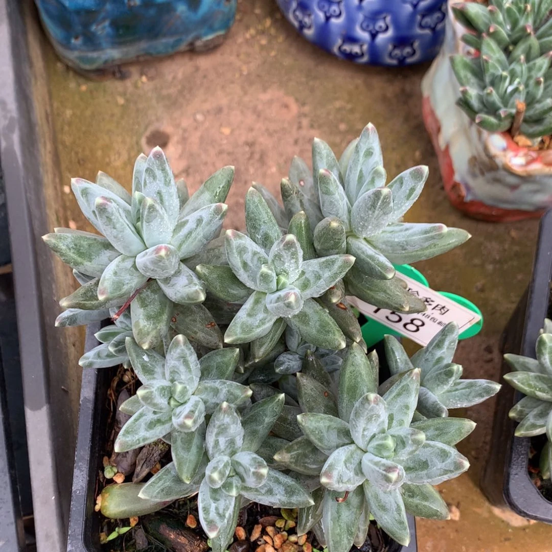 乌拉克拉老桩平头开播福利158