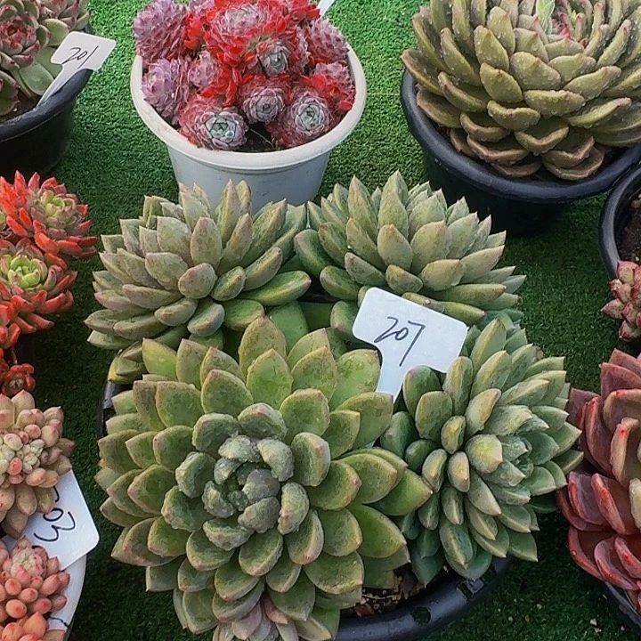 杨***哥丽娟花卉象牙四头