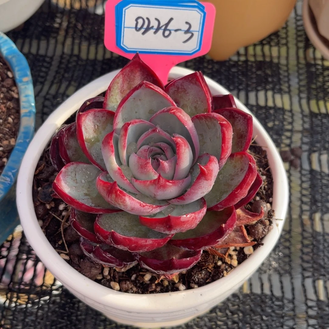 云舍多肉精选编号0226-3