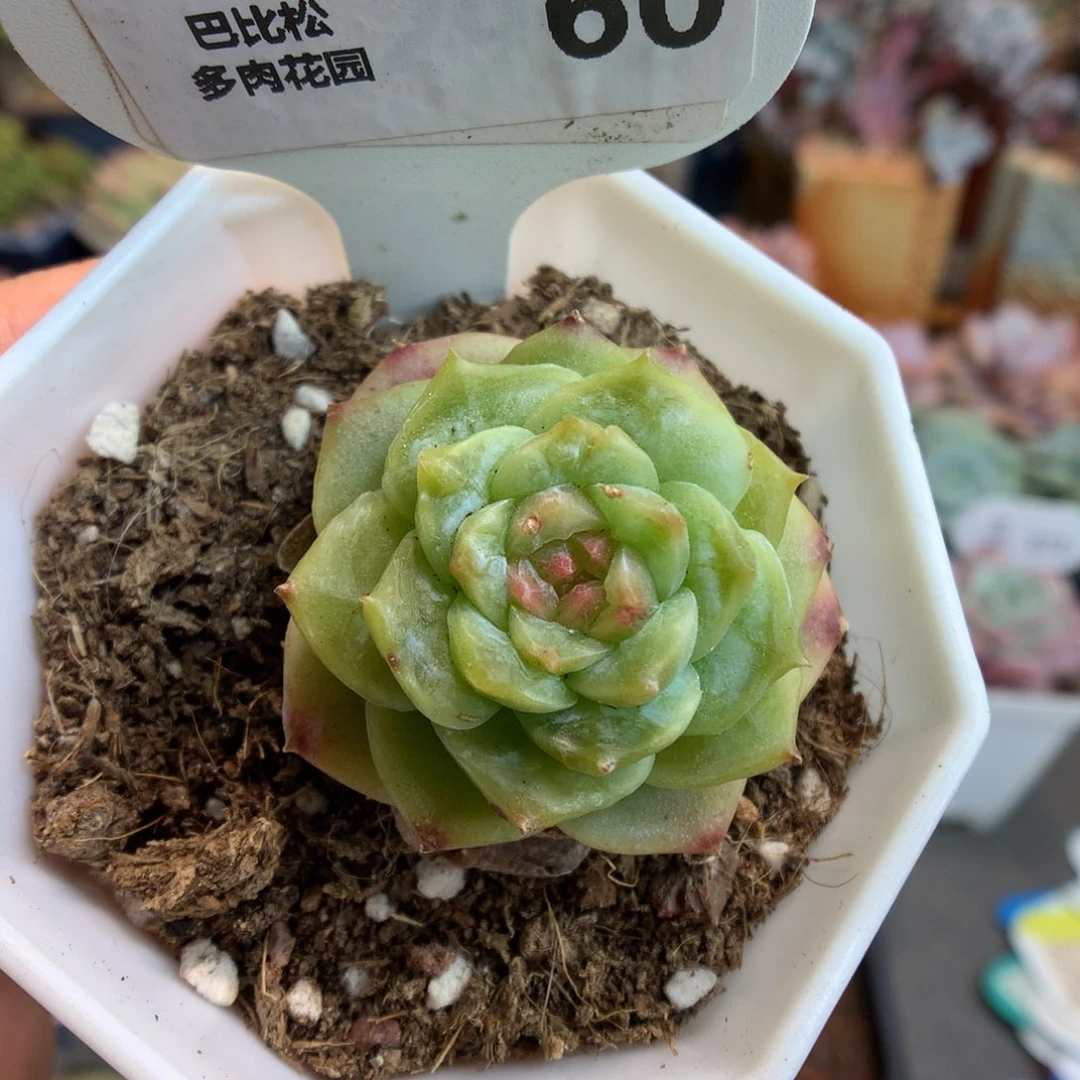 60溏心多肉植物一颗