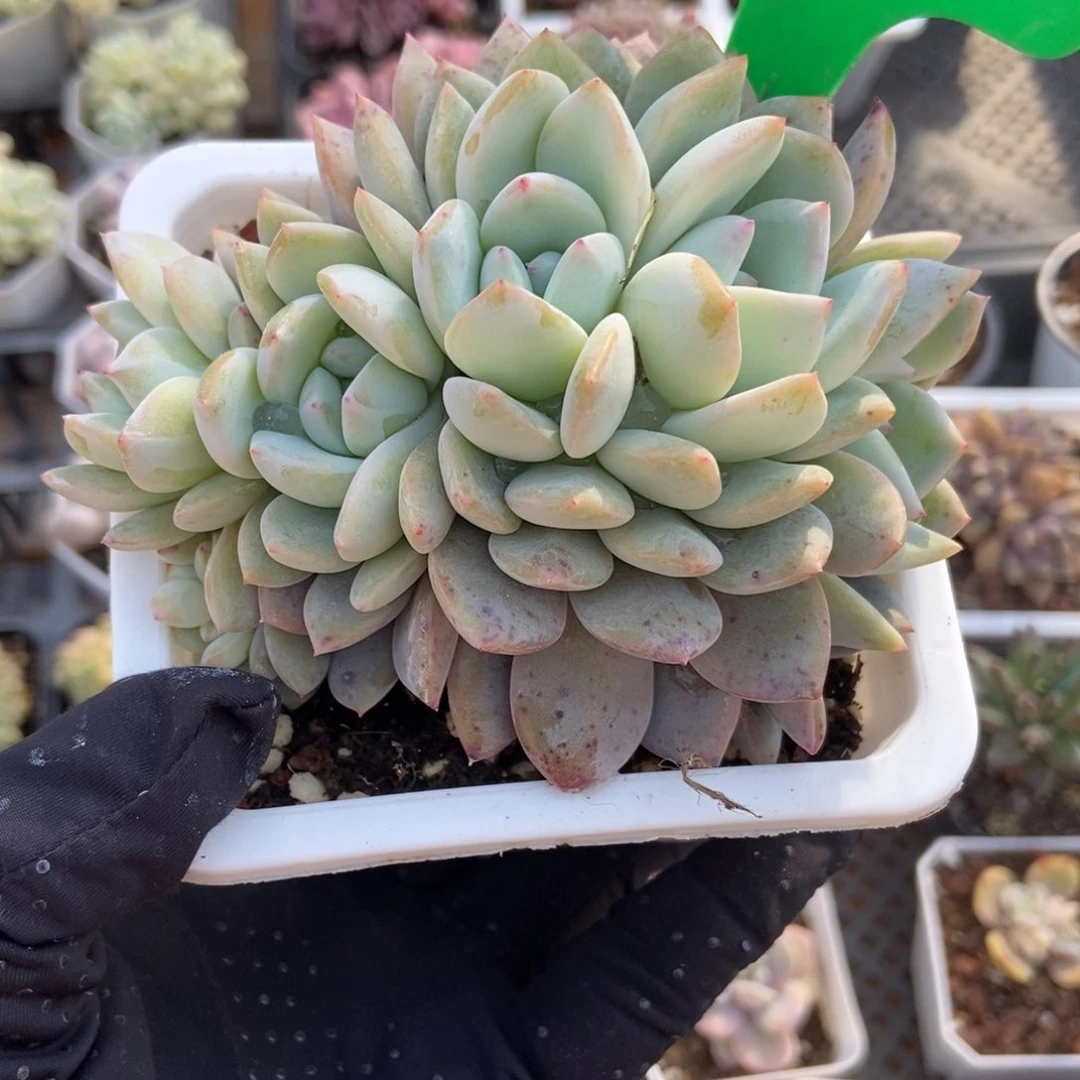 912橙子多肉植物保护