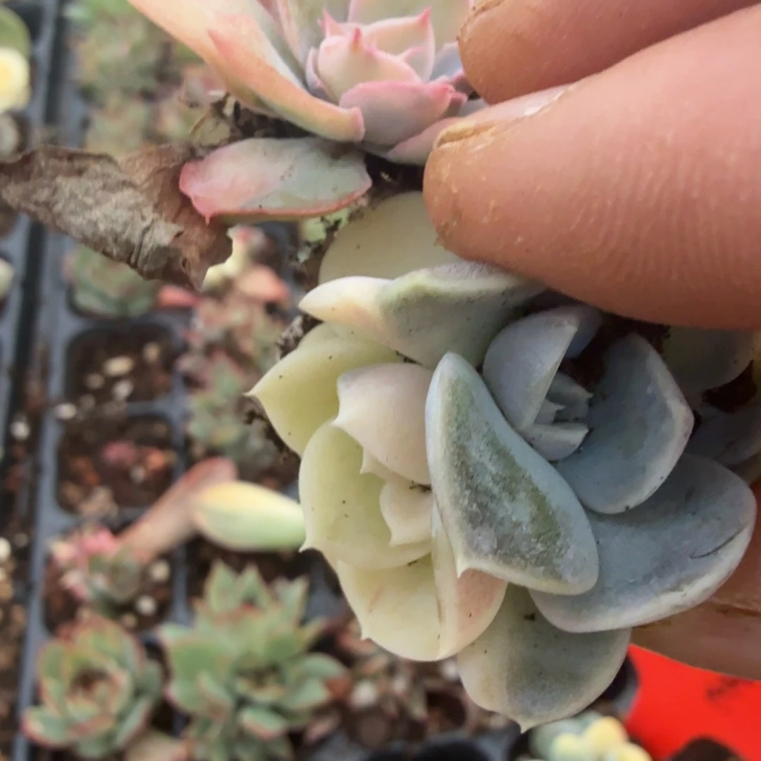 ****瑰盲盒多肉锦植物植物