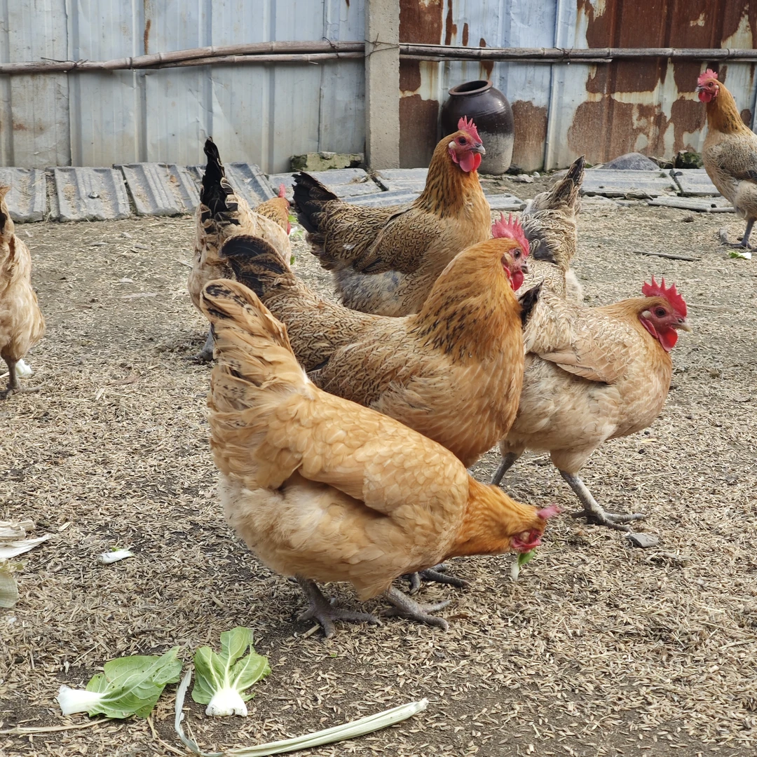 10个月老母鸡农家散养 京东生鲜快递