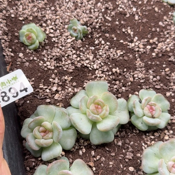 泡***x多肉植物多肉植物