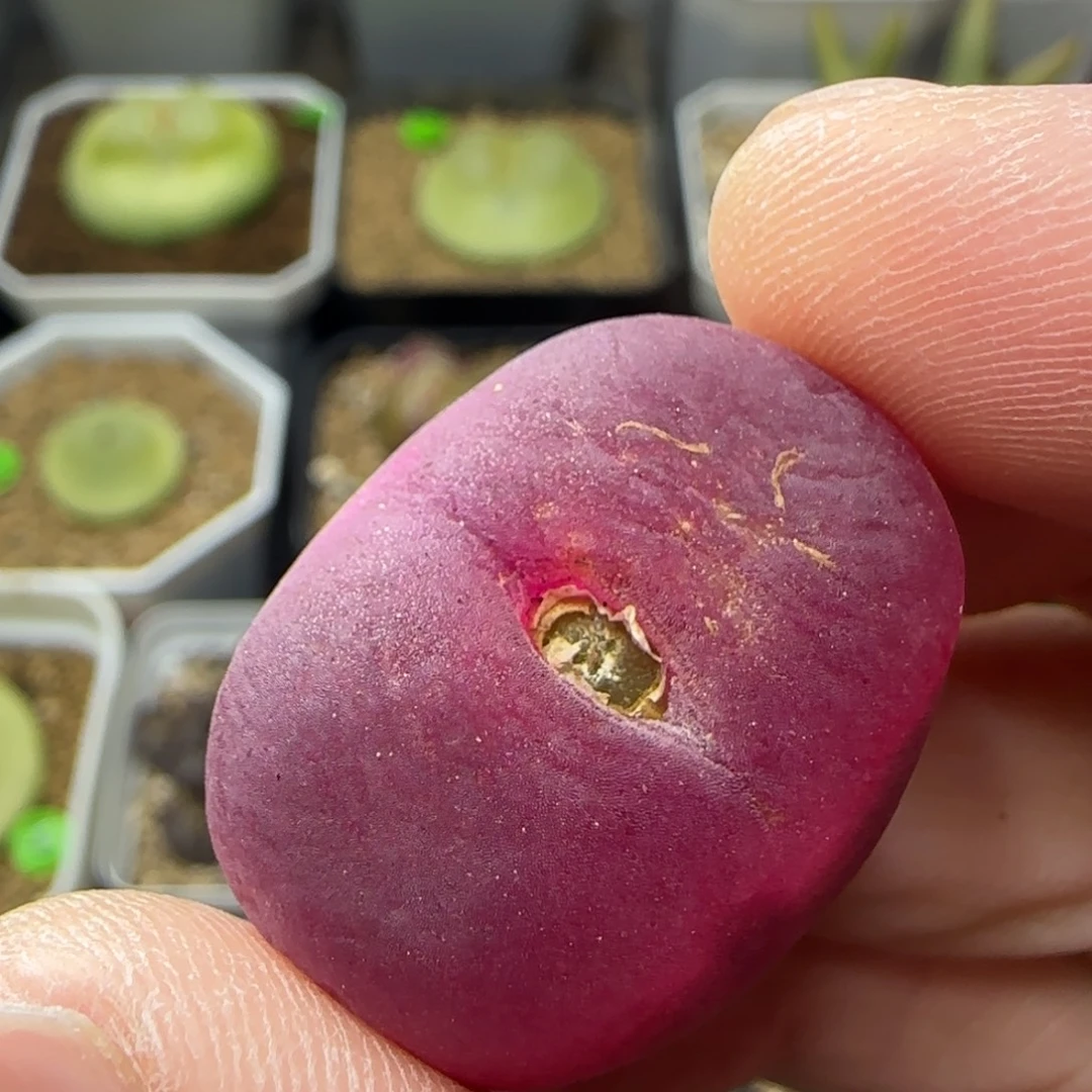 漂漂亮亮多肉植物153