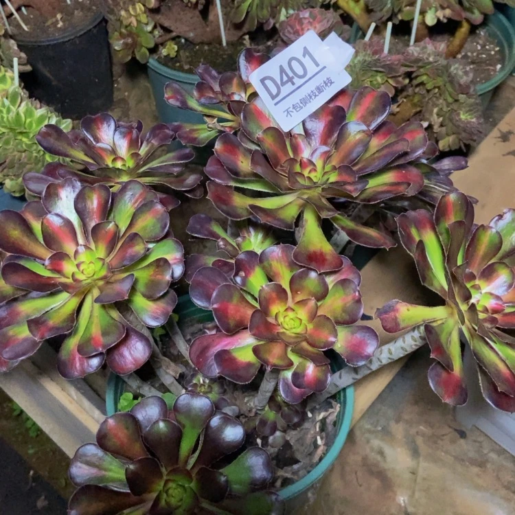 【闪购商品】401晚霞多肉