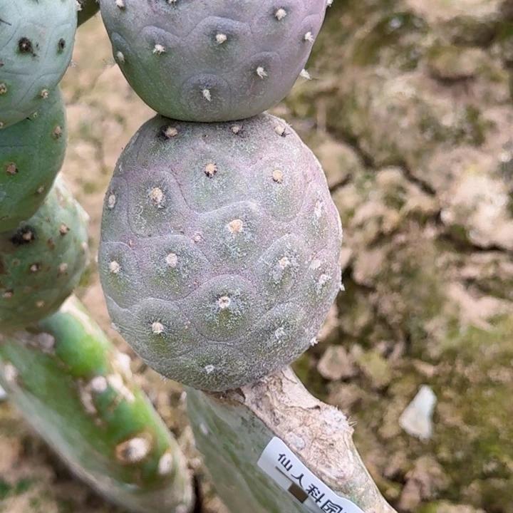 落***尘无花朵无刺紫皮121