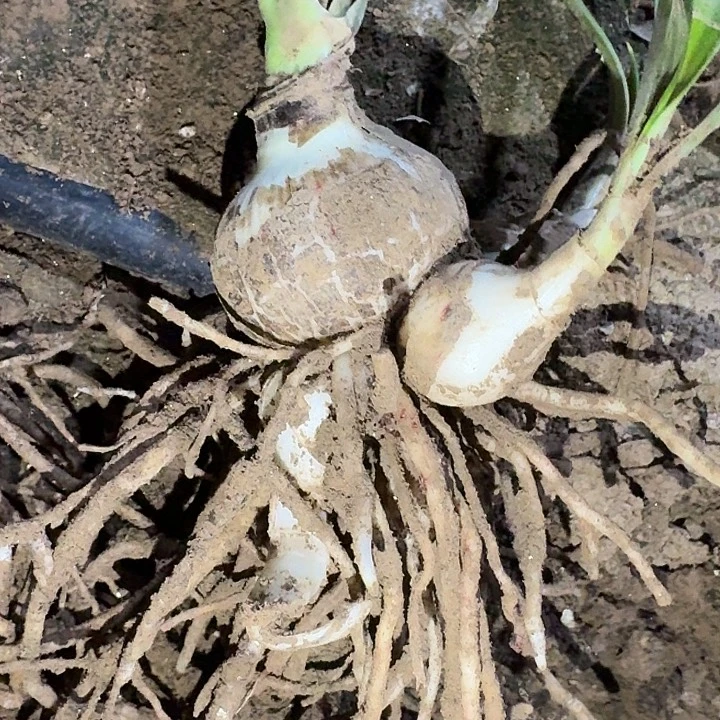 紫水晶5.5厘米带3侧裸根剪叶一棵