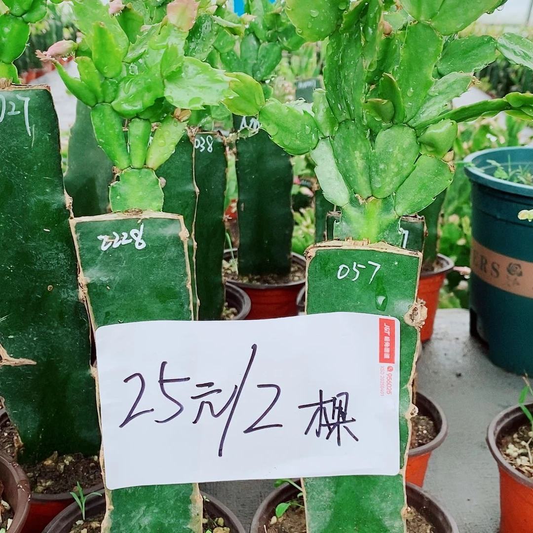 无花朵火龙果嫁接蟹爪兰福利拍一发二