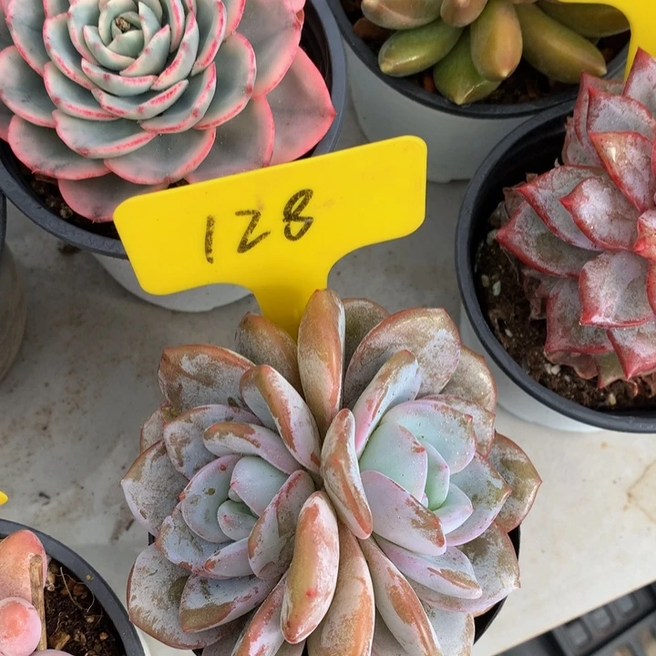 多日子机器7272737272