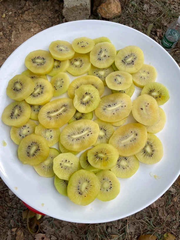 新鲜上市阳光金果猕猴桃黄金果水果现摘现发爆甜多汁源头果园直发