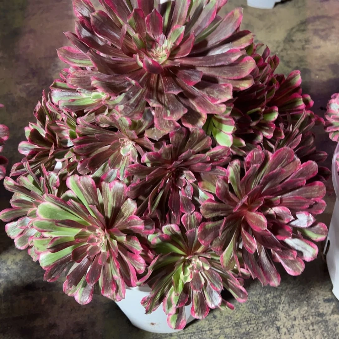 056同花顺多肉法师