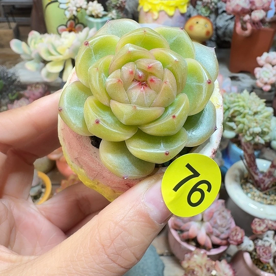 76 多肉含盆土30元包邮非偏远
