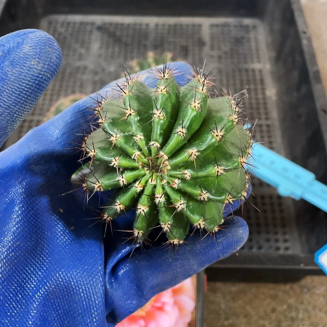 雨*遐想侧芽歪6公分左右满18包邮
