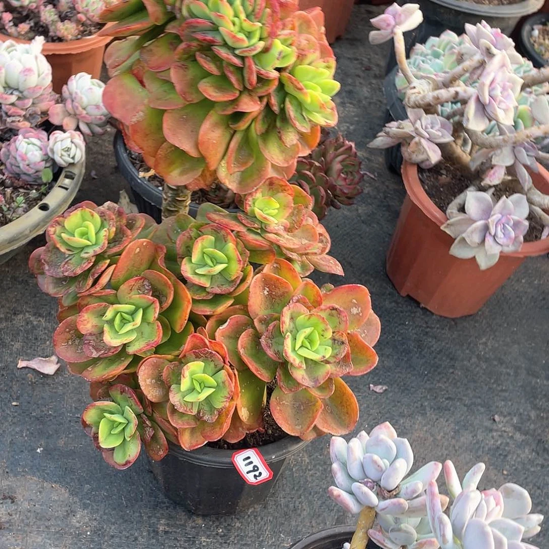 1192红梅缀化 一物一拍多肉