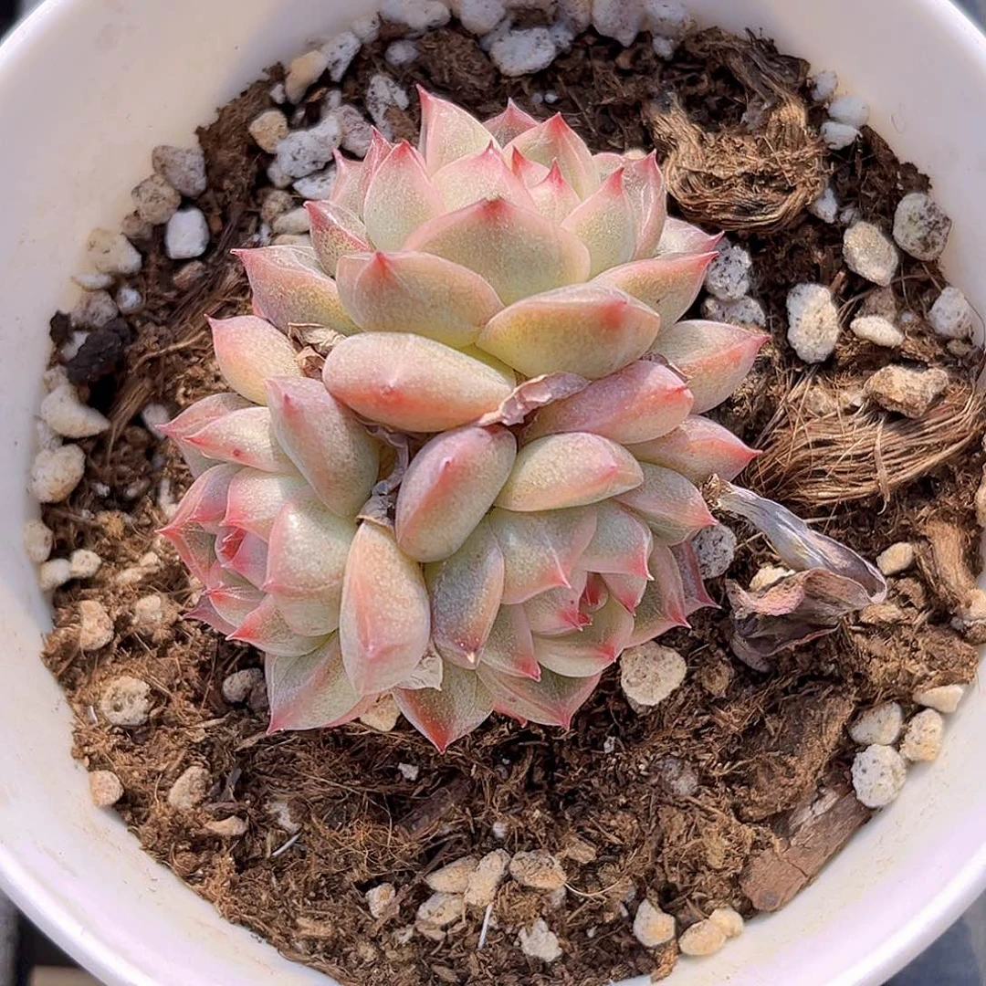 840 放漏  新品珍妮 满18包邮